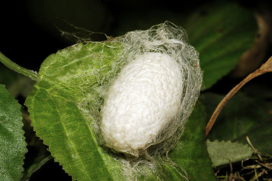 Silk Worm Secret - luxury natural fabric - Natalie Canning
